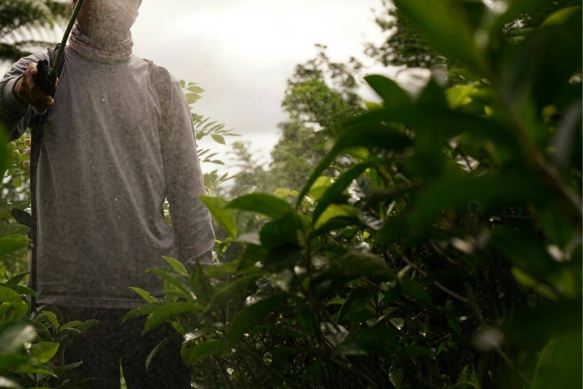 A guy spraying plants