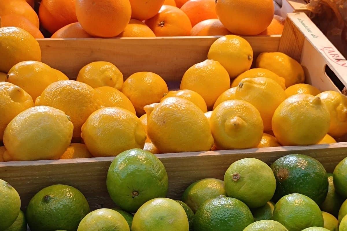 Oranges, lemons, and limes arranged in boxes