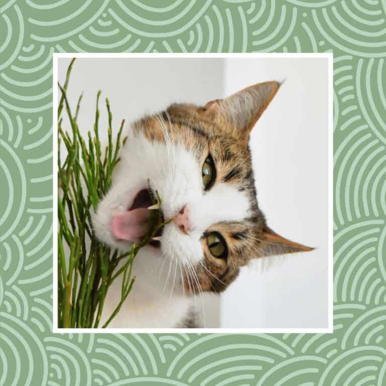 Close-up of a cat chewing green grass