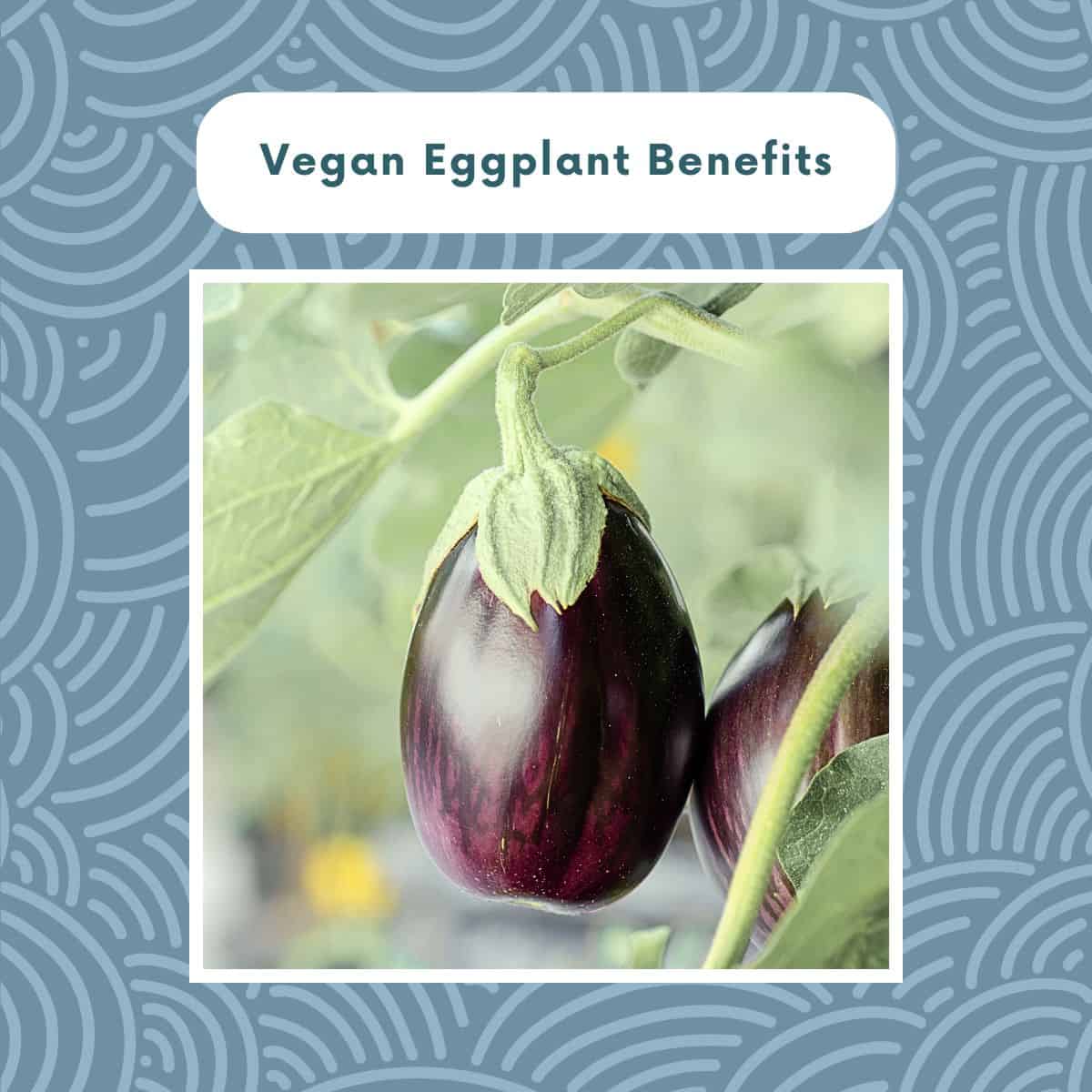 Eggplants hanging on plant with “Vegan Eggplant Benefits” title above