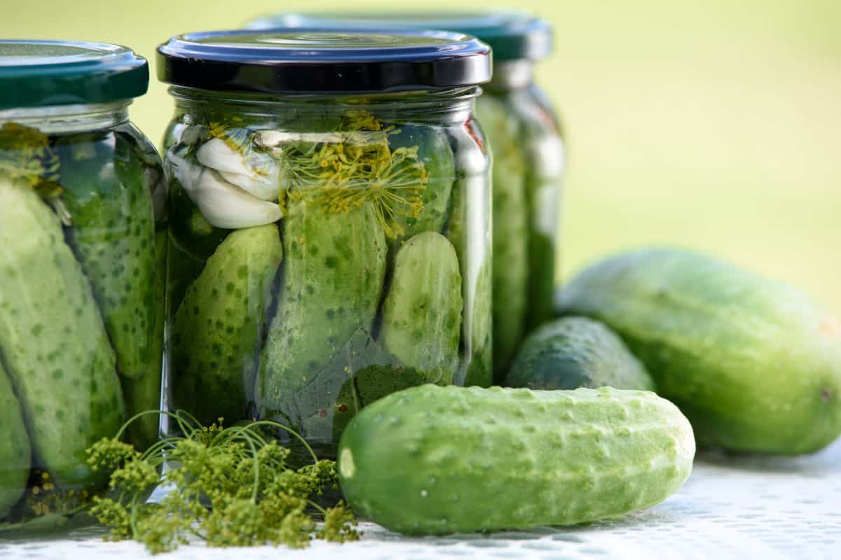 Glass jars filled with homemade pickled cucumbers and herbs.